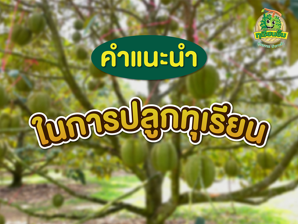 คำแนะนำในการปลูกทุเรียน