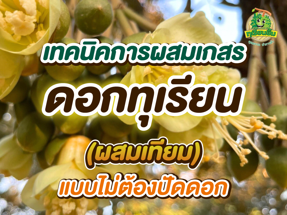 เทคนิคการผสมเกสรดอกทุเรียน (ผสมเทียม) แบบไม่ต้องปัดดอก