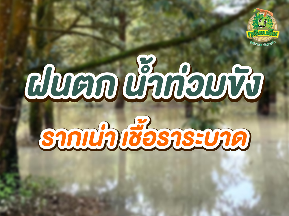 ฝนตก น้ำท่วมขัง รากเน่า เชื้อราระบาด