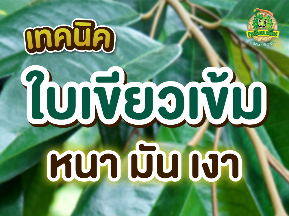 เทคนิคใบเขียวเข้ม หนา มัน เงา