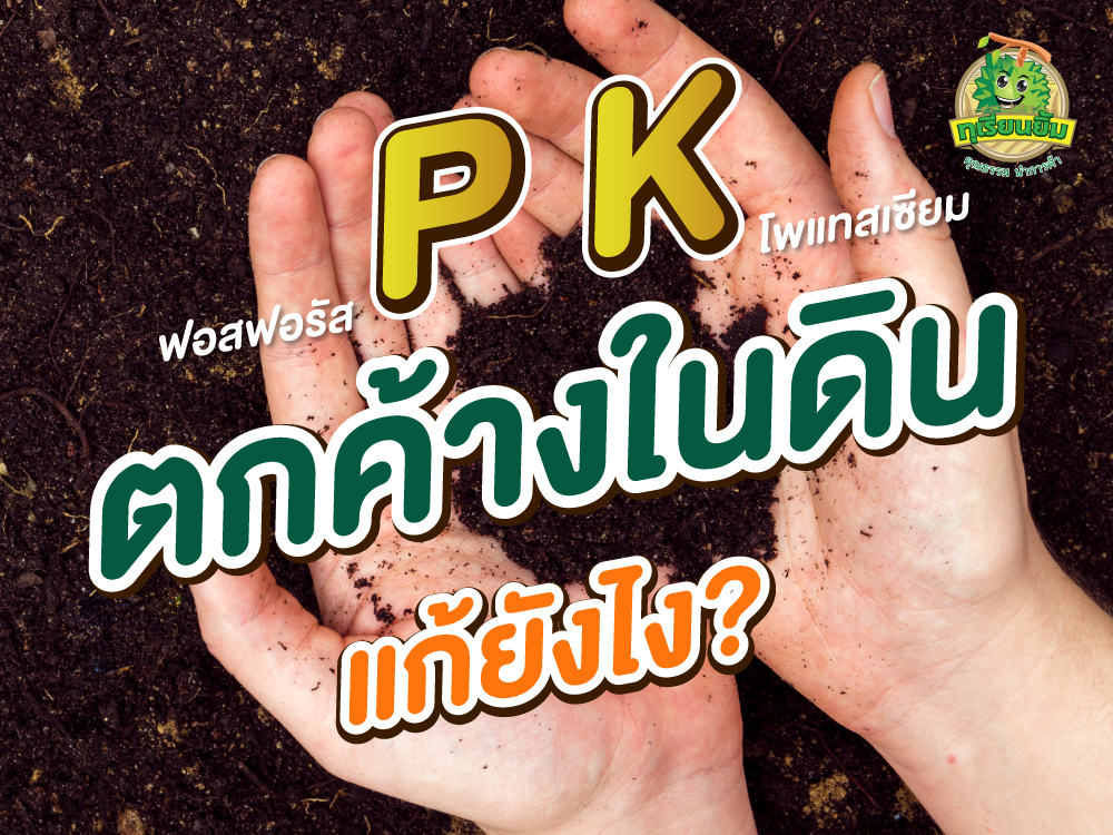 P-และ-K-ตกค้าง-แก้ยังไง