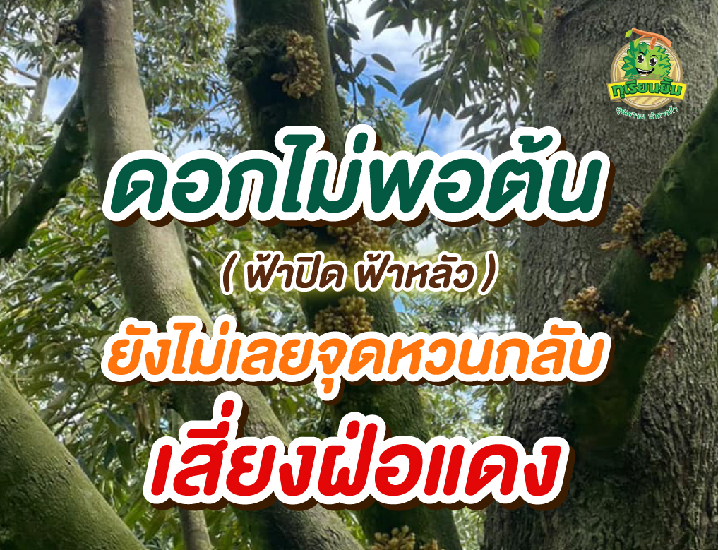 ดอกไม่พอต้น ฟ้าปิด ฟ้าหลัว
