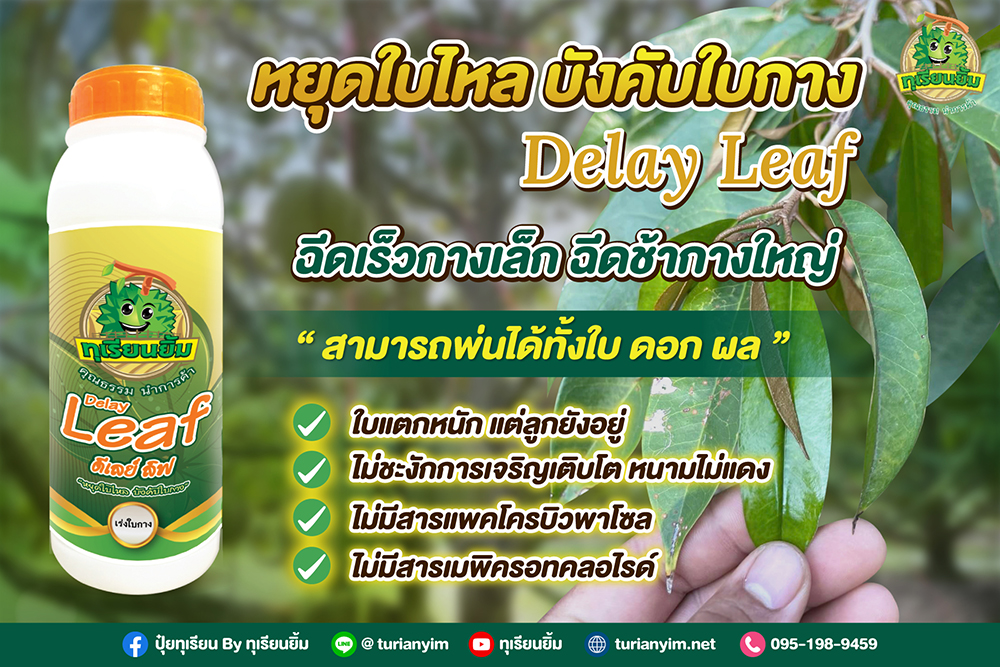 ดีเลย์ลีฟ