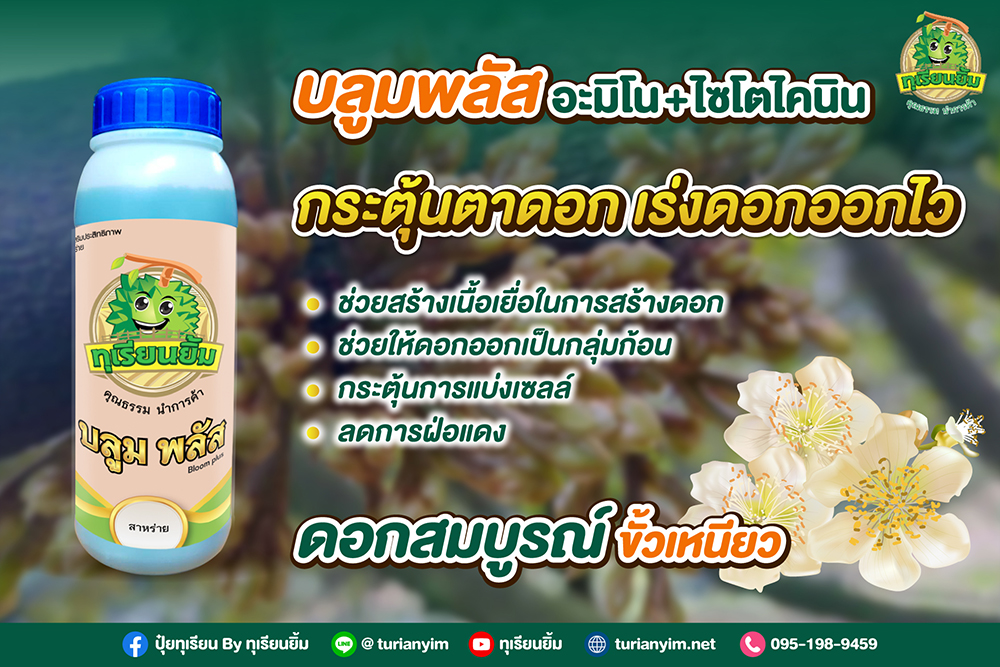 บลูมพลัส