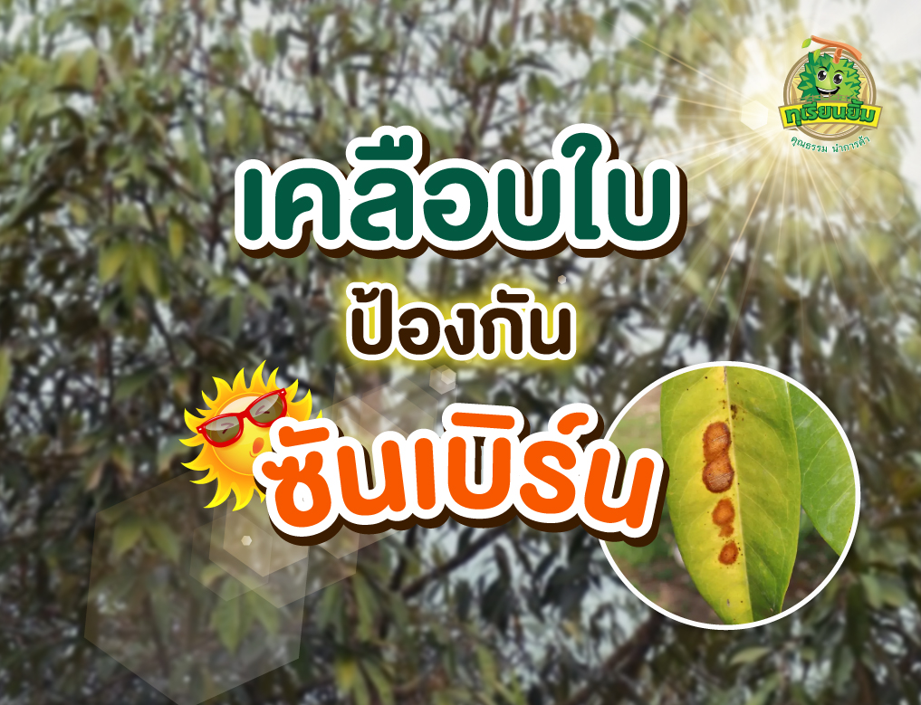 เคลือบใบป้องกันซันเบิร์น