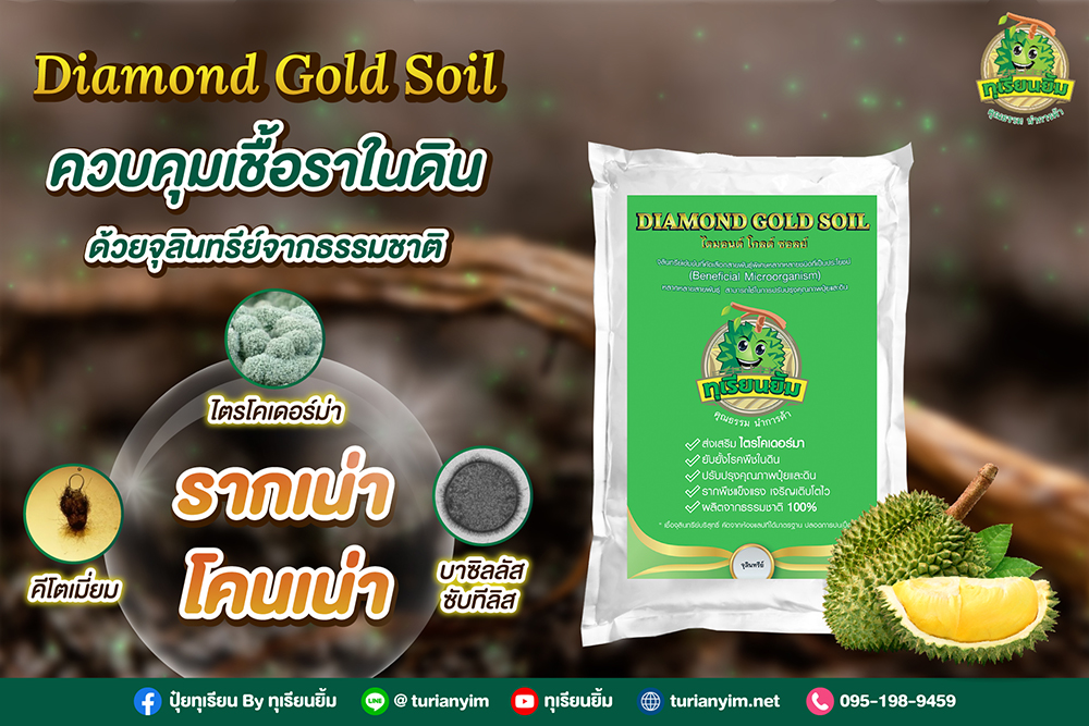 ไดมอนด์ โกลด์ ซอลย์