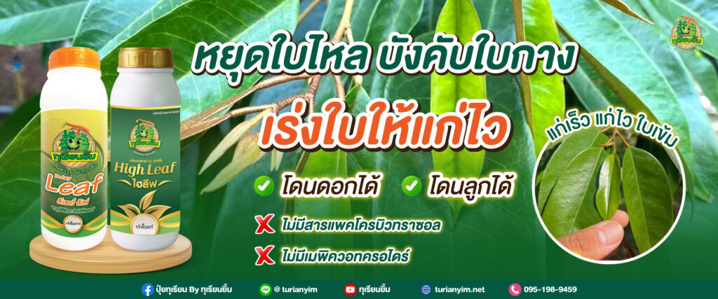 หยุดใบไหล-เร่งใบแก่้