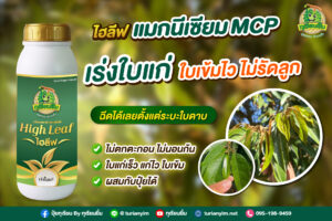 ไฮลีฟ เร่งใบแก่ แก่่เร็ว แก่ไว ไม่รัดลูก