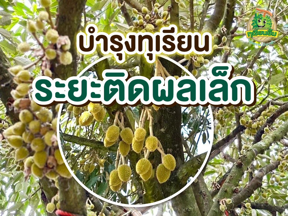 บำรุงทุเรียนเล็ก