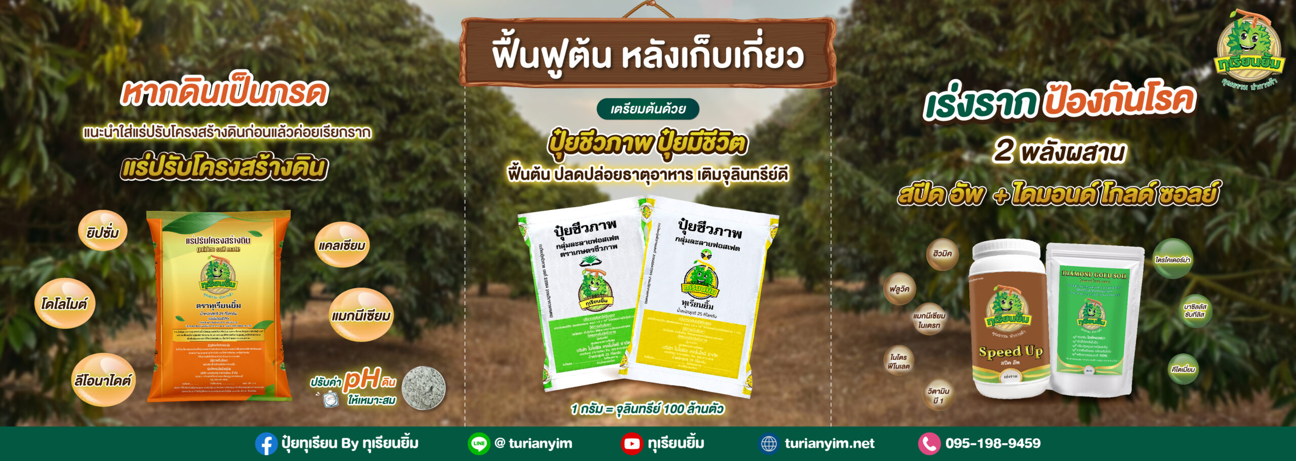 ฟื้นฟูต้น หลังเก็บเกี่ยว