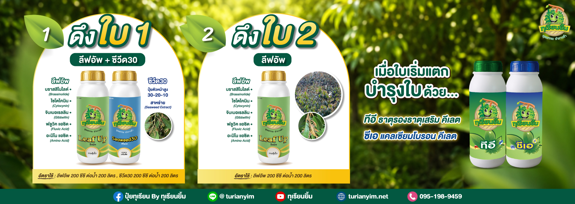 ดึงใบ1-ดึงใบ2