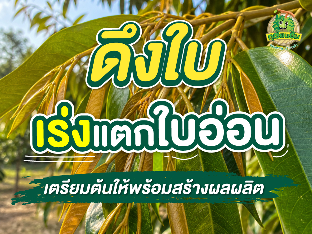 ดึงใบ-เร่งแตกใบอ่อน